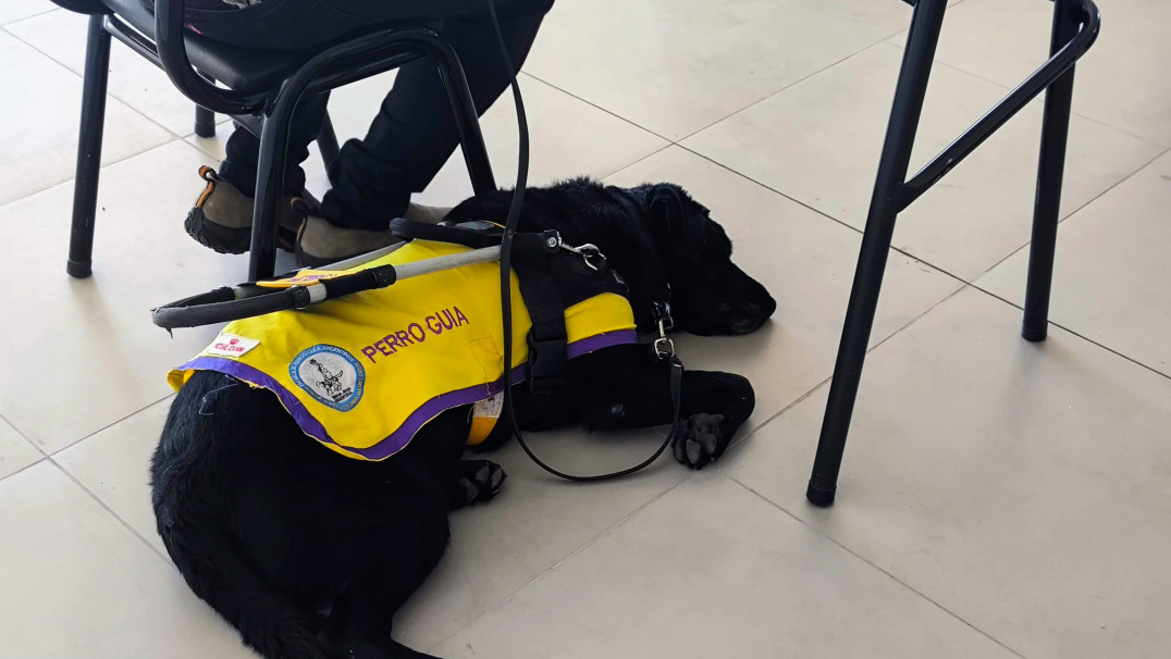 imagen Un usuario de perro guía y su perra fueron protagonistas de una charla abierta en la Facultad de Educación